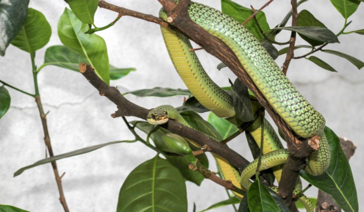 SEA's Flying Tree Snakes Can Help Create Future Flying Robot Snakes | TRP